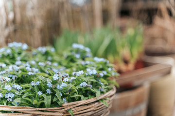 Variety of plants and flowers at flower market, selective focus on flowers, toned image