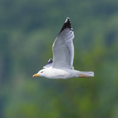 close-up flying yellow-legged gull (larus michahellis)