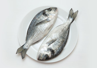 Two raw fresh dorado fish.