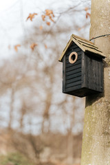 Nesting box hanging on the tree