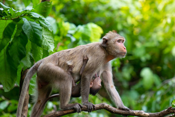 The monkey mother took the baby monkey to climb to find food on the branches in the forest.
