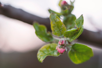 apple tree bud by spring
