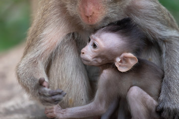 Baby monkey sitting in the embrace of the monkey mother, the love of the monkey mother