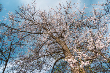 apricot tree blossom
