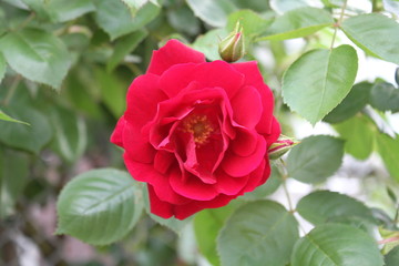 Isolated Garden Rose