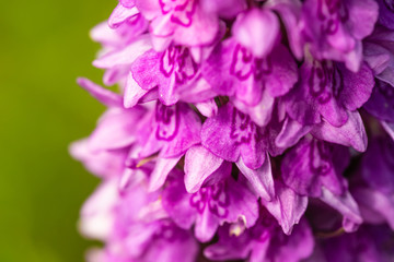 Marsh orchid macro