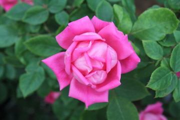 Isolated Garden Rose