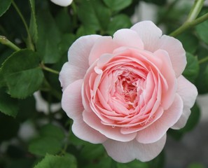 Isolated Garden Rose