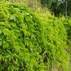 Hedge - green plants as a fence