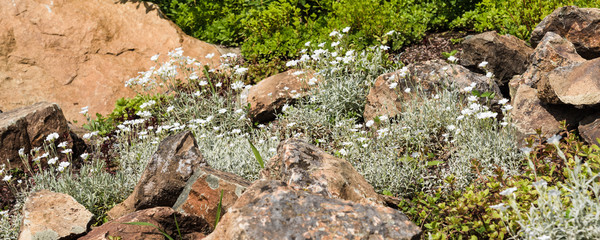 Landscape design panoramic background - white flowers among the stones