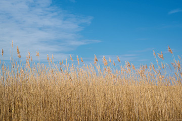 Fototapeta premium Field of dry grass weeds. High perennial grass of the genus Cane. Blue sky background