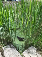 Canard perdu au milieu des roseaux au parc de la Héronnière à Watermael-Boitsfort