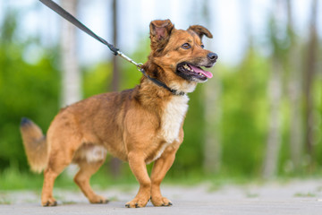 Beautiful dog on a leash posing outdoors.