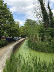 Fototapeta na wymiar Le Watermaelbeek couvert de micro-organismes vert entre un mur en béton et la nature luxuriante du parc de la Héronnière à Watermael-Boitsfort 
