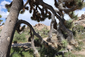 Paysage  Joshua tree National Park