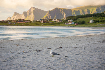 Möwe am Strand von Ramberg, Lofoten