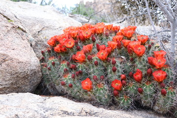 Cactus , Parc national de Joshua Tree , désert de Mojave , Californie