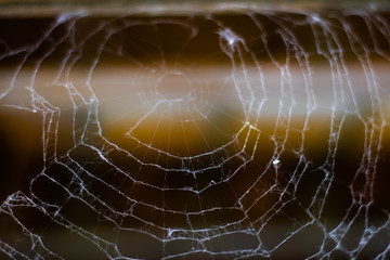 Spider web 1