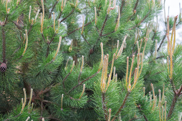 Photo of fir tree, cones in spring