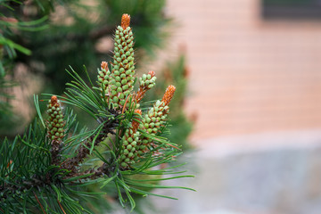 Photo of fir tree, cones in spring