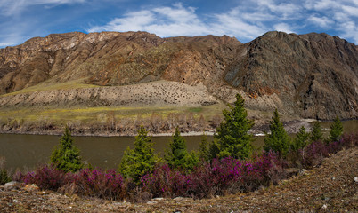 Russia. Mountain Altai. Chuyskiy tract in the period of the flowering of Maralnik (Rhododendron Ledebourii).