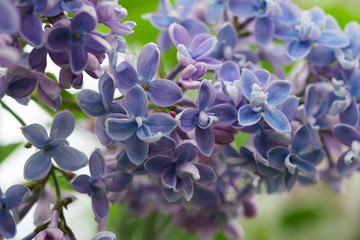 Close up photo of flowers. Bokeh. Macroshooting.