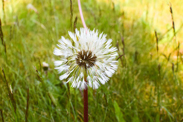 White dandelion on a background of green grass.