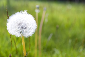 White dandelion on a background of green grass.