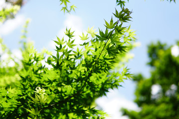 木漏れ日, Sulight, Sunbeams