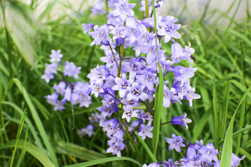 Purple bells grow among the grass. Summer garden. Close-up
