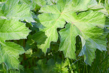 Heracleum sosnowskyi. Hogweed Sosnowski. Leaves of a poisonous plant. Monocarpic perennial herbaceous flowering plant in the carrot family Apiaceae. 