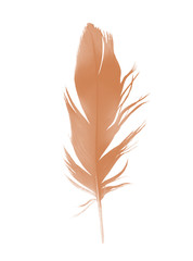 Beautiful brown feather isolated on white background
