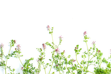 flowers  on white background