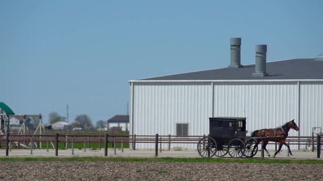 Black Horse Drawn Buggy Speeds Along Farm Road in Amish Country Arthur Illinois