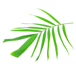 Betel palm green leaf isolated white background clipping path