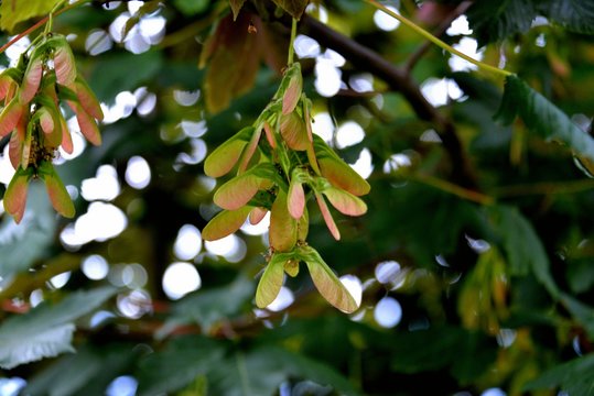 Fruit de l&rsquo;&eacute;rable