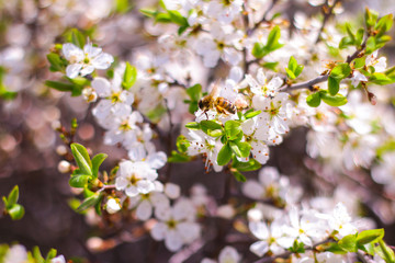 Cherry tree white flowers macro.  Blossoming cherry tree branch. 