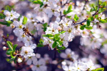 Cherry tree white flowers macro.  Blossoming cherry tree branch. 