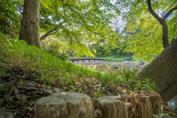 trees in the park