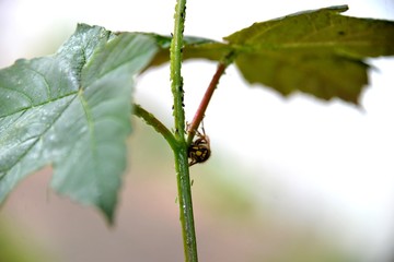 Insecte