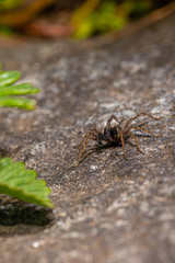Dark brown spider perched on the stone