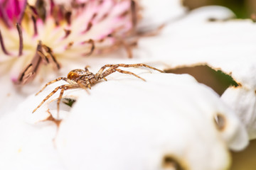 Light brown spider perched on the white bloom waiting for fly