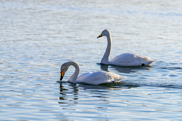 white swans in winter on a non-freezing river on a Sunny day