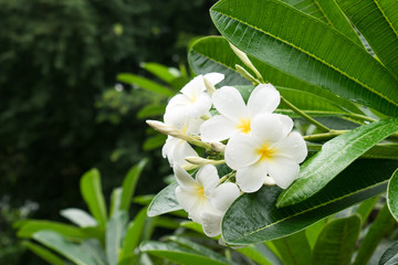 Plumeria flower blossom in the forest after rain in Chiang Mai, Thailand. nature background.
