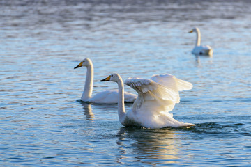 white swans in winter on a non-freezing river on a Sunny day
