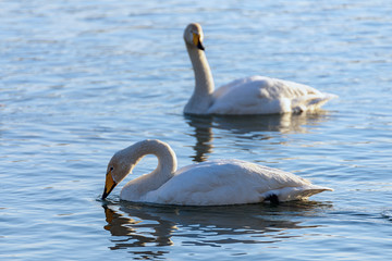 white swans in winter on a non-freezing river on a Sunny day