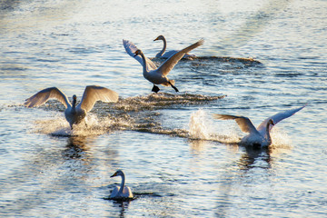 white swans in winter on a non-freezing river on a Sunny day