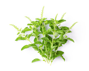 Holy Basil Ocimum sanctum isolate on white background. top view