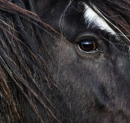 Close up on side profile and Eye of a black long haired horse