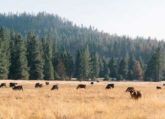 American brown cows in the plains with a pine forest behind